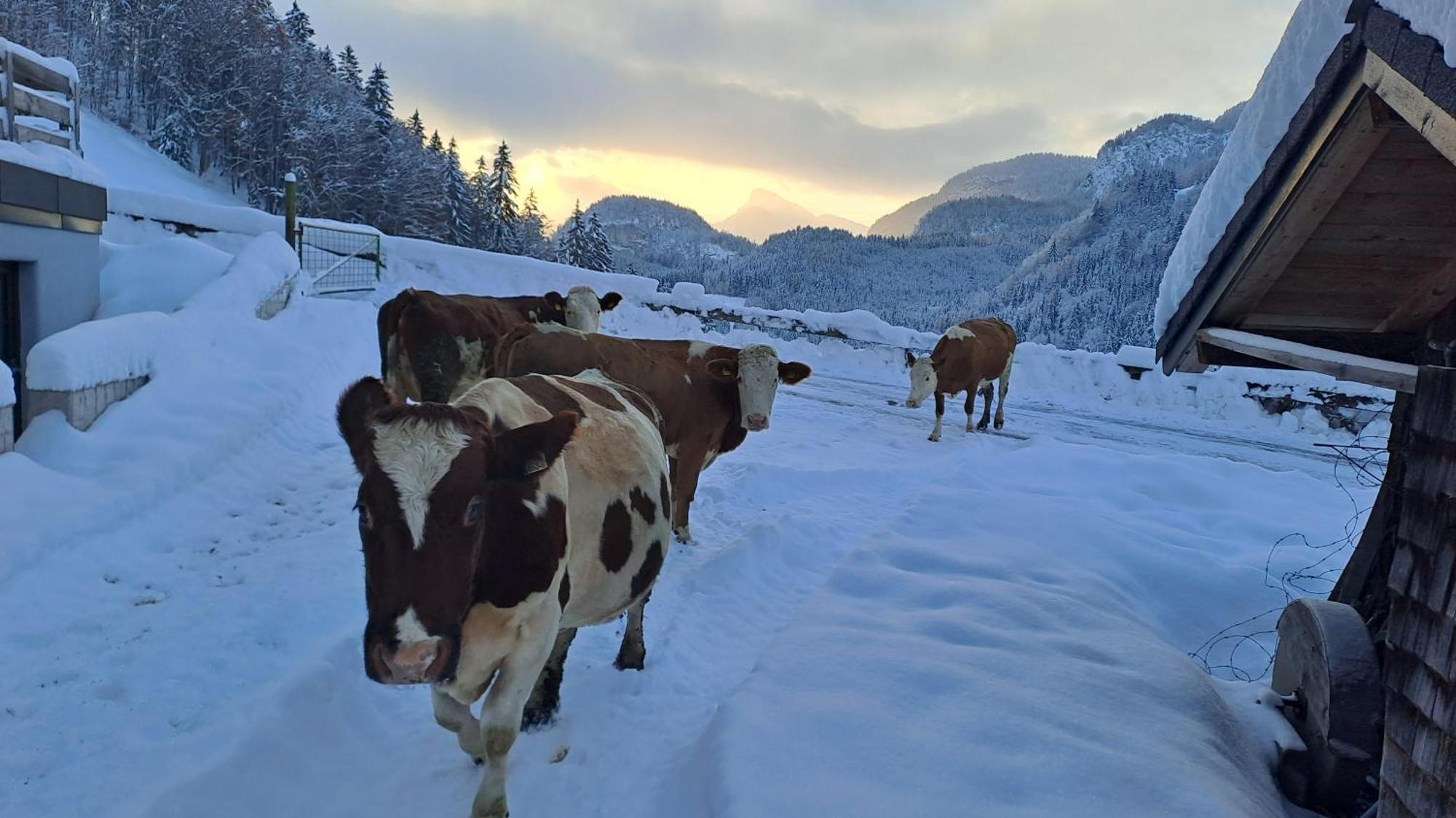 Appartamento Biobauernhof Schneiderbauer Unken Esterno foto